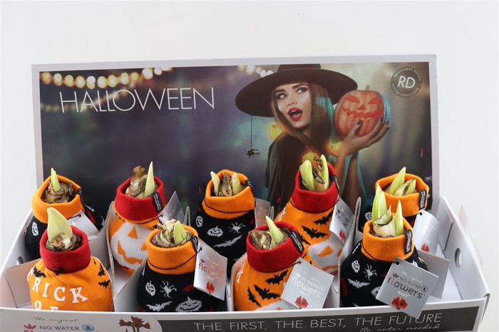 <h4>Wax Hipp Fashionz Halloween</h4>