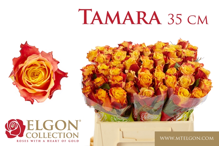 <h4>R Gr Tamara</h4>