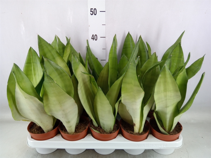 <h4>Sansevieria trifa. 'Moonshine'</h4>