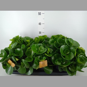 Pilea peperomioides