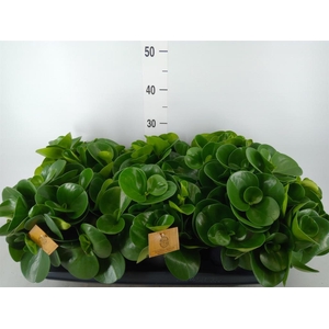Pilea peperomioides