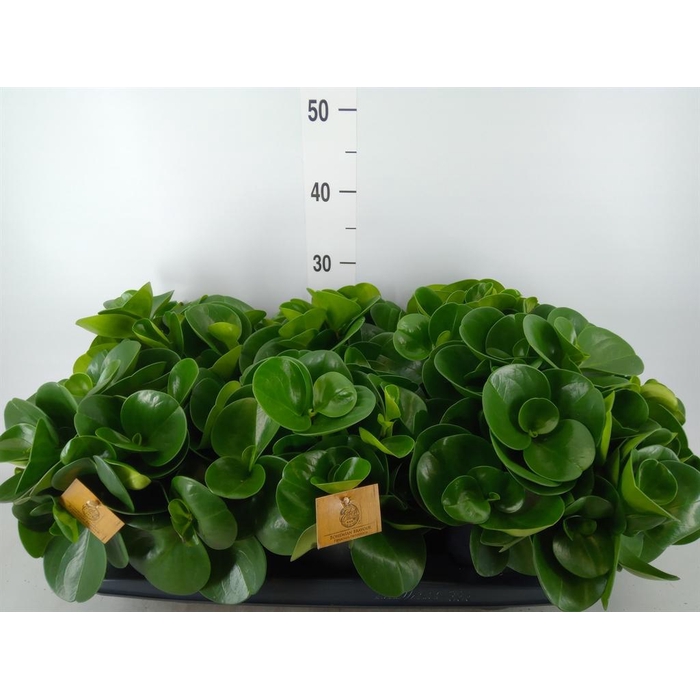 <h4>Pilea peperomioides</h4>