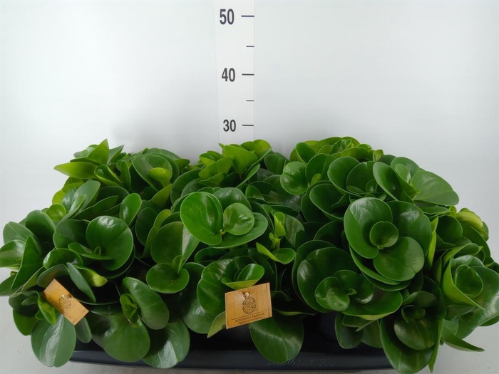 Pilea peperomioides