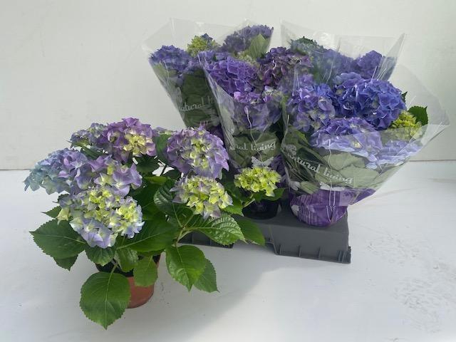 <h4>HYDR M EARLY BLUE</h4>