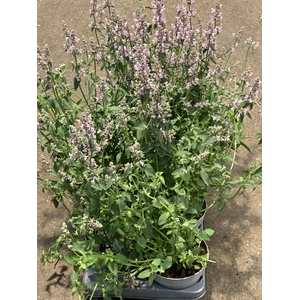 Nepeta fass. 'Amelia'