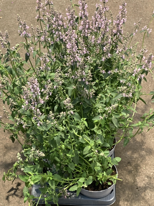 <h4>Nepeta fass. 'Amelia'</h4>