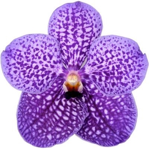 VANDA SU SAPPHIRE  SALE !