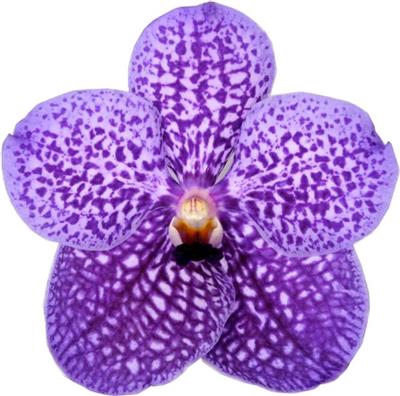 <h4>VANDA SU SAPPHIRE  SALE !</h4>