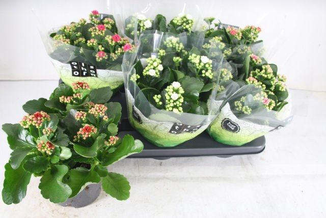 <h4>!! PROMO !! KALAN CALAN MIX P15</h4>