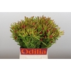 Leucadendron Ayoba Cherry Pearl Spray