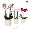 Phalaenopsis gemengd