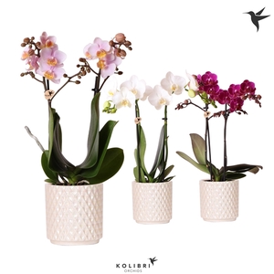 Kolibri Orchids Phalaenopsis mix 2 spike in Diamond Pearl traver