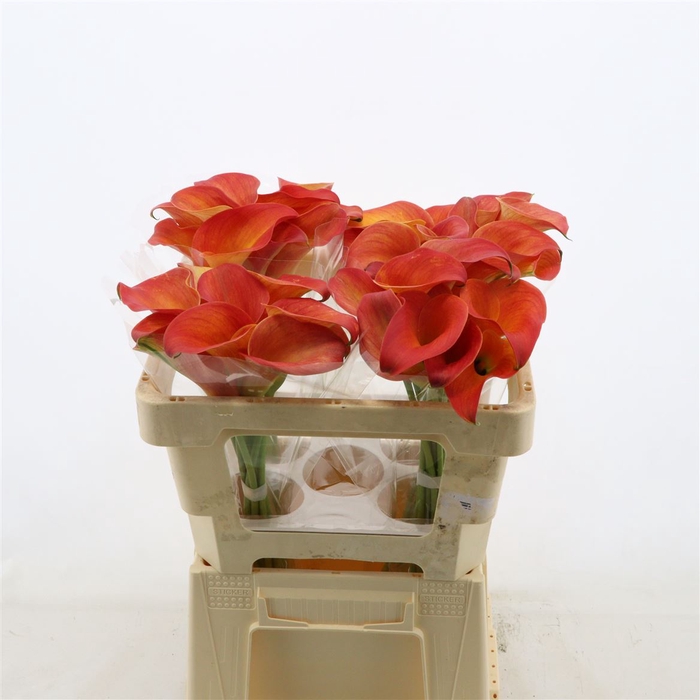 Calla Orange Pride | Heavy Quality