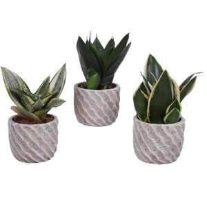 Sansevieria Compacta mix Ø09cm in Ø11cm Ceramic NT668