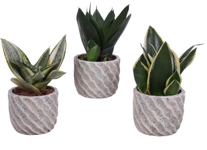 <h4>Sansevieria Compacta mix Ø09cm in Ø11cm Ceramic NT668</h4>