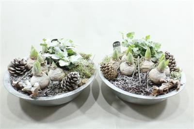 <h4>1099 Zink HYA WW</h4>