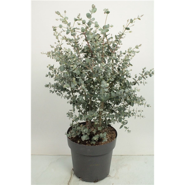 Eucalyptus Gunnii Bush -600