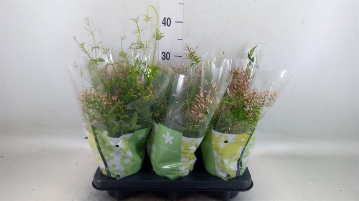 <h4>Jasminum polyanthum</h4>