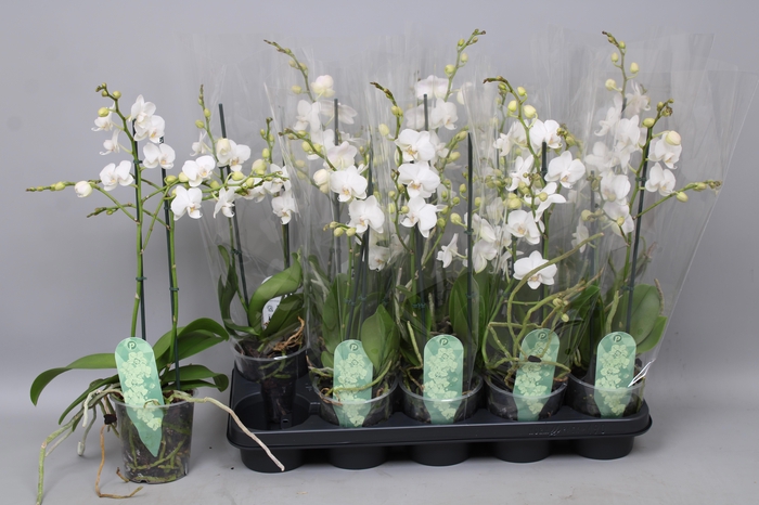 <h4>PHAL MF OV WIT</h4>