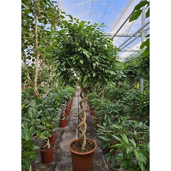 <h4>Ficus benjamina 'Exotica'</h4>