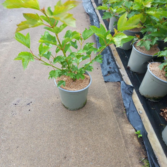 <h4>Viburnum opulus 'Compactum'</h4>