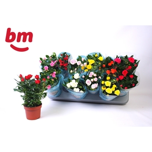 RO B MONDE GEM 7 SRT