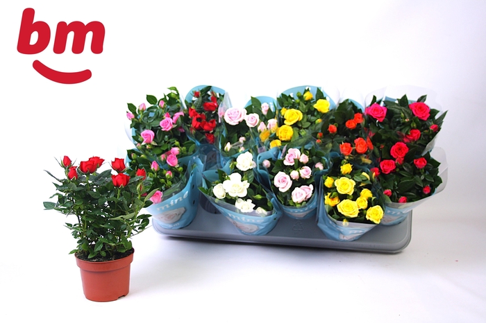 <h4>RO B MONDE GEM 7 SRT</h4>