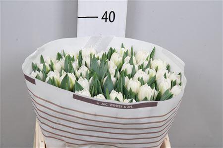 <h4>Tu Du White Foxtrot</h4>