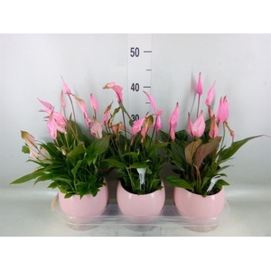 Spathiphyllum  'Bellini'