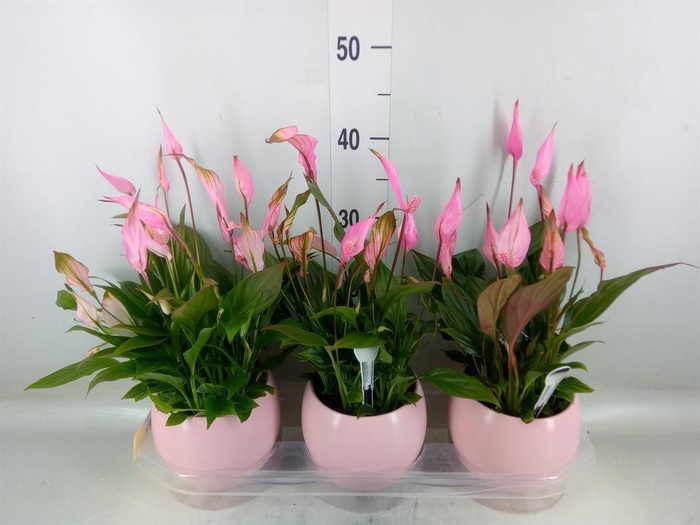 <h4>Spathiphyllum  'Bellini'</h4>