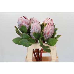 Protea Cynaroides
