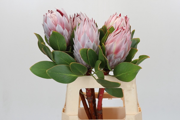 <h4>Protea Cynaroides</h4>