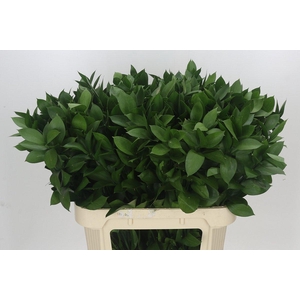 Ruscus Hypophyllum