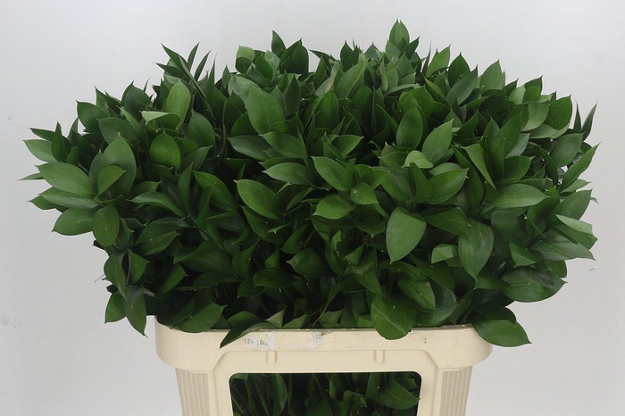 Ruscus Hypophyllum