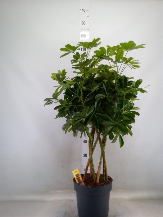 <h4>Schefflera arbor. 'Compacta'</h4>