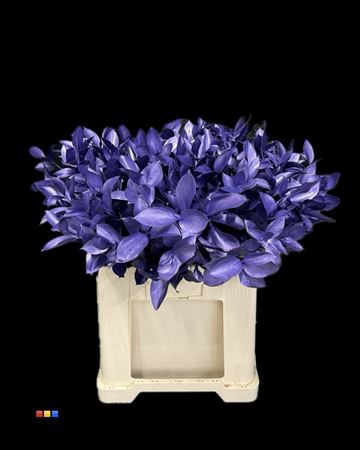 <h4>Ruscus Metallic Purple</h4>