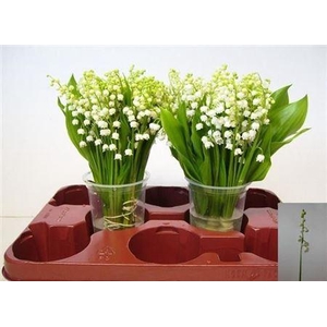 Convallaria P St