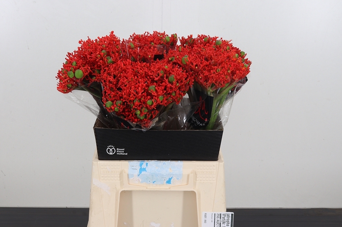 <h4>Jatropha P Firecrack</h4>