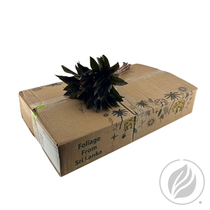 Cordyline Compacta Purple 52cm Doos