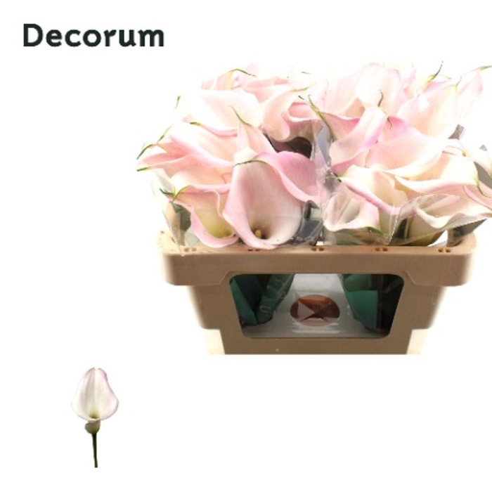 <h4>Zantedeschia sweet art</h4>