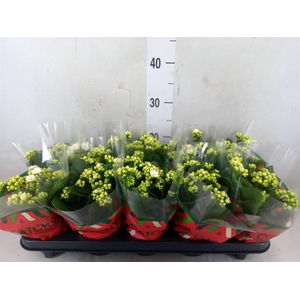 Kalanchoe blos. 'Calandiva Whites'