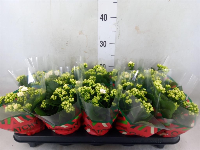 <h4>Kalanchoe blos. 'Calandiva Whites'</h4>