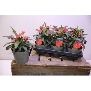 arr8 Euphor Mi Maxi Olymp