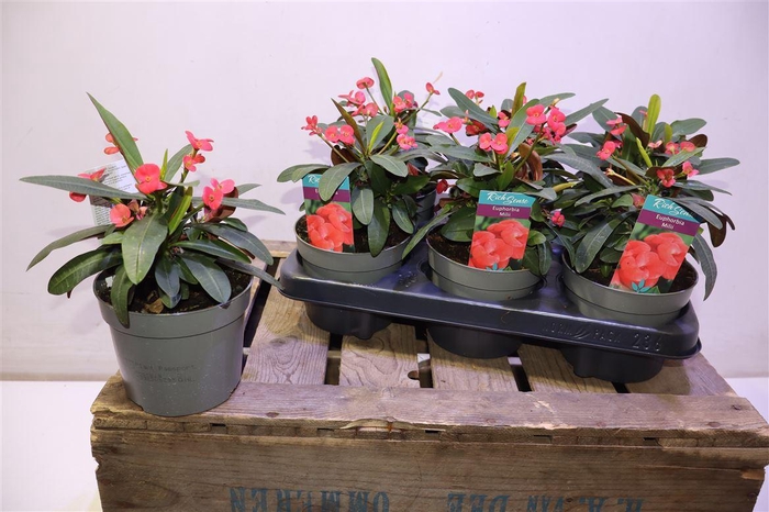 <h4>arr8 Euphor Mi Maxi Olymp</h4>