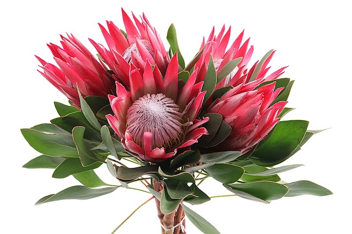 <h4>Protea Madiba Red Extra</h4>