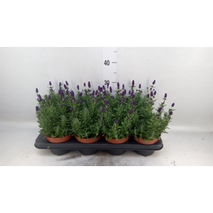 Lavandula angus. 'Hidcote'