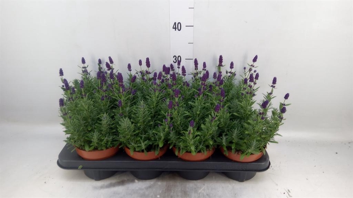 <h4>Lavandula angus. 'Hidcote'</h4>