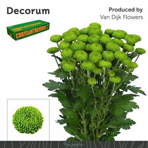 Chr T Deligreen