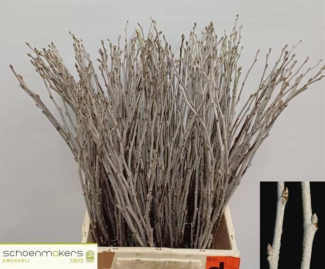 <h4>POPULUS ALBA</h4>