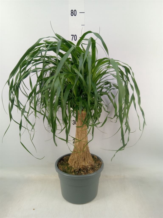 <h4>Beaucarnea recurvata</h4>